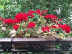 IMG_1949.JPG