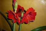 P1000159.JPG