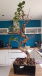 Ficus microcarpa