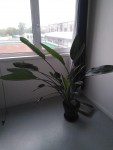 Plante 1.jpg