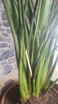 Plante 2.jpg