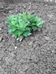 Resized_20200510_111530_20200510_115048.jpg