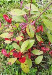 Photinia