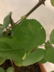 IMG_0262.JPEG