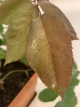 IMG_0264.JPEG