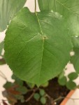 IMG_0265.JPEG