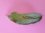 feuille cerisier.jpg
