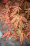 Acer.palmatum.Baby Ghost.2.jpg