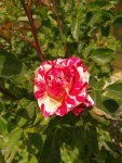 rose_bicolore.jpg