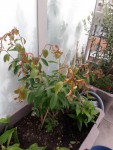 lilas d'Inde.jpg