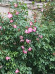 IMG_7426.JPG