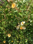 IMG_7436.JPG