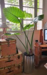alocasia1.jpg