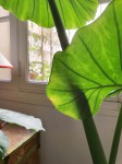alocasia4.jpg
