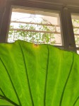 alocasia3.jpg