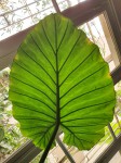 alocasia2.jpg