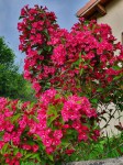 weigelia 2.jpg