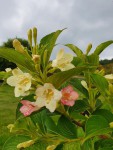 weigelia.jpg