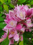 deutzia.jpg