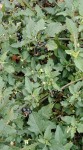 IMG_20200515_184718.jpg