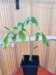 thumbnail_20200515_201447.jpg