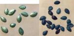 cucur bleues.jpg