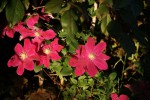 DSC03015.jpg