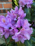 IMG_7444.JPG