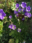 IMG_7446.JPG