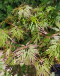 acer2.jpg