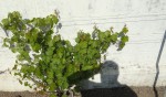 Image1.jpg
