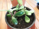 DSCF3517.JPG