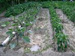 images13.jpg