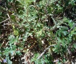IMG_20200517_140958.jpg