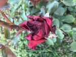 Rose en train de s’ouvrir