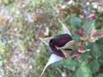 Bouton de rose