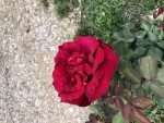 Rose qui a fleurie avec de l’aide