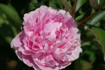 DSC03080.jpg