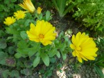 fleur jaune.jpg