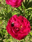 IMG_7475.JPG