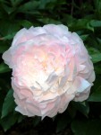 Pivoine 2020.JPG