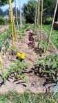 IMG_20200519_131306_749.jpg