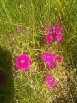 dianthus (2).jpg