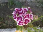 dianthus (3).jpg