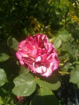 rose_mouchete.jpg