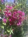 weigelia (2).jpg