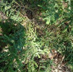 IMG_20200519_184944.jpg