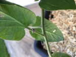 Boules bizarres sur tige de tomates