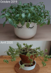 Fittonia blanc, avant et après
