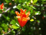 Grenadier,Punica granatum 3.2020.JPG